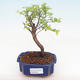 Indoor bonsai - Sagerécie thea - Sagerécie thea PB220059 - 1/4