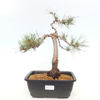 Outdoor bonsai - Pinus Sylvestris - Scots pine - 1