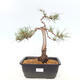 Outdoor bonsai - Pinus Sylvestris - Scots pine - 1/4
