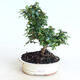 Outdoor bonsai-Cotoneaster horizontalis-Rockrose - 1/2
