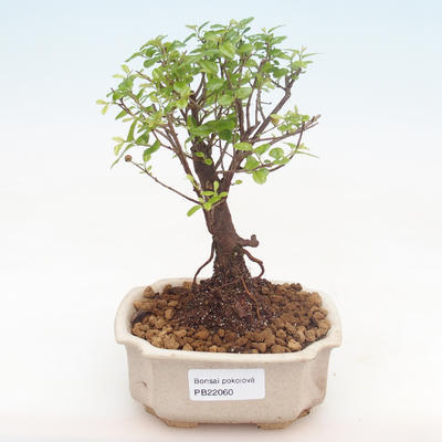 Indoor bonsai - Sagerécie thea - Sagerécie thea PB22060 - 1