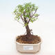 Indoor bonsai - Sagerécie thea - Sagerécie thea PB22060 - 1/4