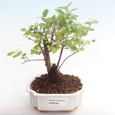 Indoor bonsai - Sagerécie thea - Sagerécie thea PB22062 - 1