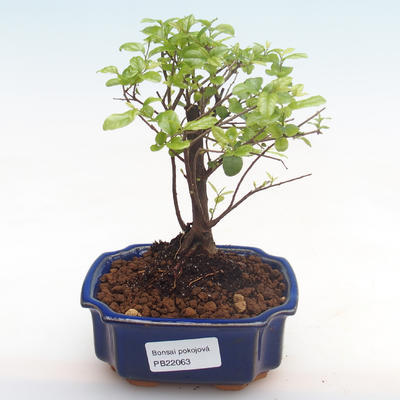 Indoor bonsai - Sagerécie thea - Sagerécie thea PB22063 - 1