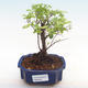 Indoor bonsai - Sagerécie thea - Sagerécie thea PB22063 - 1/4