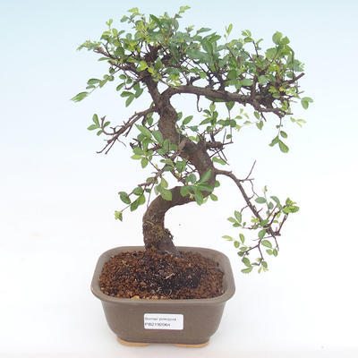 Indoor bonsai - Ulmus parvifolia - Small leaf elm PB2192064 - 1