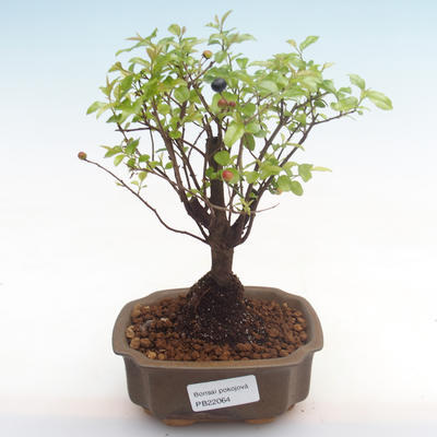 Indoor bonsai - Sagerécie thea - Sagerécie thea PB22064 - 1