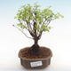 Indoor bonsai - Sagerécie thea - Sagerécie thea PB22064 - 1/4