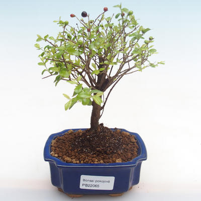 Indoor bonsai - Sagerécie thea - Sagerécie thea PB22065 - 1