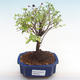 Indoor bonsai - Sagerécie thea - Sagerécie thea PB22065 - 1/4