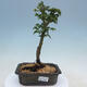 Outdoor bonsai - Acer palmatum Shishigashira - 1/2