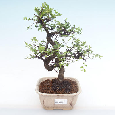 Indoor bonsai - Ulmus parvifolia - Small leaf elm PB2192066 - 1