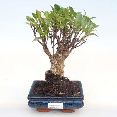 Indoor bonsai - Ficus retusa - small leaf ficus PB22066 - 1