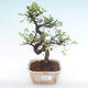 Indoor bonsai - Ulmus parvifolia - Small leaf elm PB2192066 - 1/3