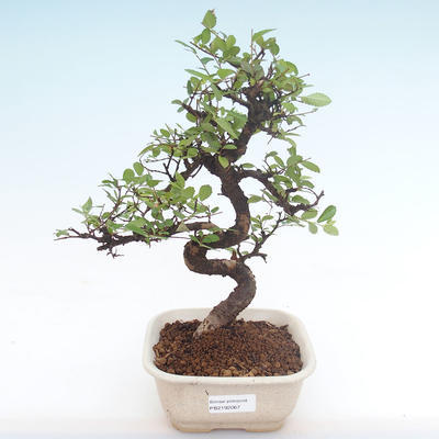 Indoor bonsai - Ulmus parvifolia - Small leaf elm PB2192067 - 1