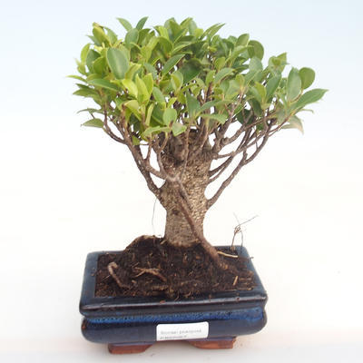 Indoor bonsai - Ficus retusa - small leaf ficus PB22067 - 1