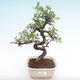 Indoor bonsai - Ulmus parvifolia - Small leaf elm PB2192067 - 1/3