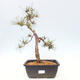 Outdoor bonsai - Pinus Sylvestris - Scots pine - 1/4