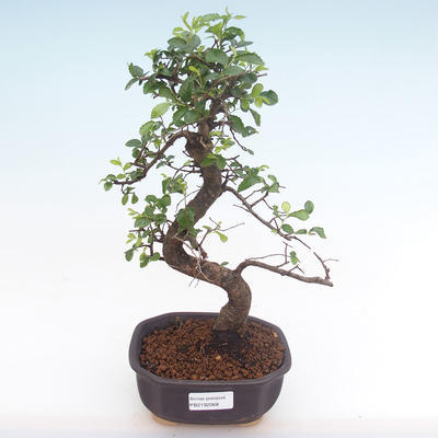 Indoor bonsai - Ulmus parvifolia - Small leaf elm PB2192068 - 1