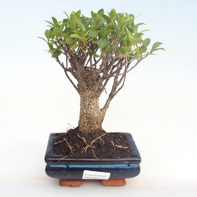 Indoor bonsai - Ficus retusa - small leaf ficus PB22068 - 1