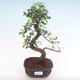 Indoor bonsai - Ulmus parvifolia - Small leaf elm PB2192068 - 1/3