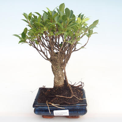 Indoor bonsai - Ficus retusa - small leaf ficus PB22069 - 1