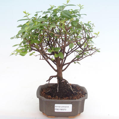 Indoor bonsai - Sagerécie thea - Sagerécie thea PB2192073 - 1