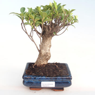 Indoor bonsai - Ficus retusa - small leaf ficus PB22073 - 1