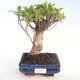 Indoor bonsai - Ficus retusa - small leaf ficus PB22073 - 1/2