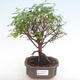 Indoor bonsai - Sagerécie thea - Sagerécie thea PB2192073 - 1/4