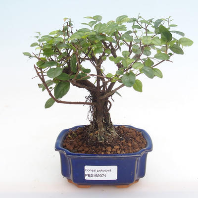 Indoor bonsai - Sagerécie thea - Sagerécie thea PB2192074 - 1