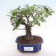 Indoor bonsai - Sagerécie thea - Sagerécie thea PB2192074 - 1/4