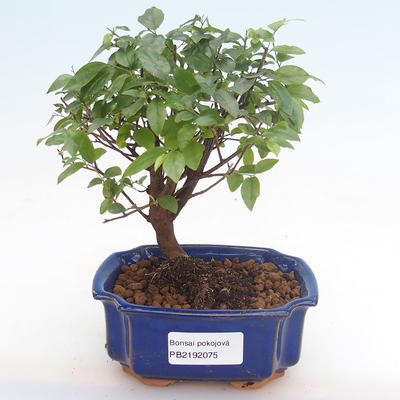 Indoor bonsai - Sagerécie thea - Sagerécie thea PB2192075 - 1