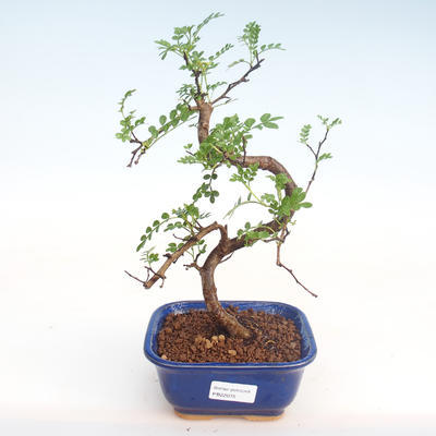 Indoor bonsai - Zantoxylum piperitum - Pepper tree PB22075 - 1