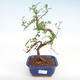 Indoor bonsai - Zantoxylum piperitum - Pepper tree PB22075 - 1/4