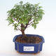 Indoor bonsai - Sagerécie thea - Sagerécie thea PB2192075 - 1/4