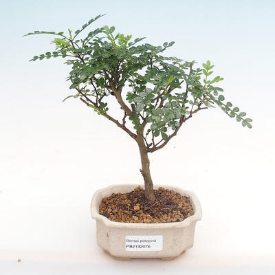 Indoor bonsai - Zantoxylum piperitum - pepper tree PB2192076 - 1