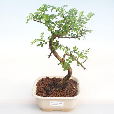 Indoor bonsai - Zantoxylum piperitum - Pepper tree PB22076 - 1