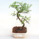 Indoor bonsai - Zantoxylum piperitum - Pepper tree PB22076 - 1/4