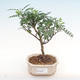 Indoor bonsai - Zantoxylum piperitum - pepper tree PB2192076 - 1/5