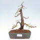 Outdoor bonsai -Larix decidua - Deciduous larch - 1/5