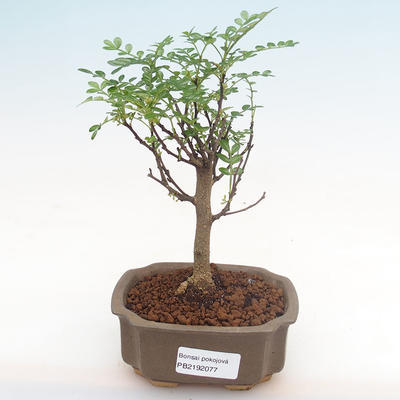 Indoor bonsai - Zantoxylum piperitum - pepper tree PB2192077 - 1