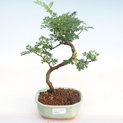 Indoor bonsai - Zantoxylum piperitum - Pepper tree PB22077 - 1