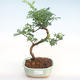 Indoor bonsai - Zantoxylum piperitum - Pepper tree PB22077 - 1/4
