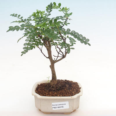 Indoor bonsai - Zantoxylum piperitum - pepper tree PB2192078 - 1