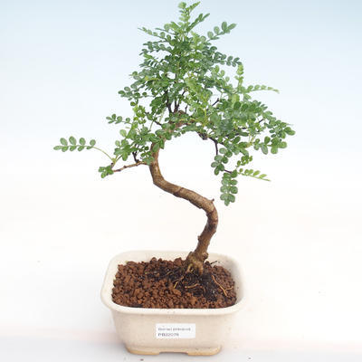 Indoor bonsai - Zantoxylum piperitum - Pepper tree PB22078 - 1
