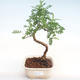Indoor bonsai - Zantoxylum piperitum - Pepper tree PB22078 - 1/4