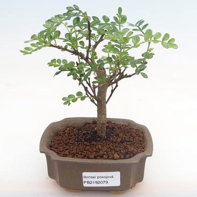 Indoor bonsai - Zantoxylum piperitum - pepper tree PB2192079 - 1