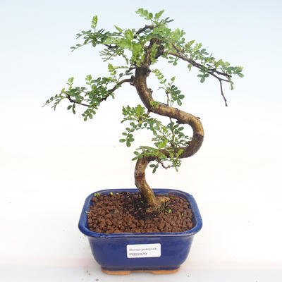Indoor bonsai - Zantoxylum piperitum - Pepper tree PB22079 - 1