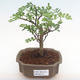 Indoor bonsai - Zantoxylum piperitum - pepper tree PB2192079 - 1/5